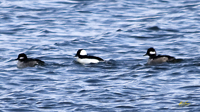 Bufflehead Ducks
